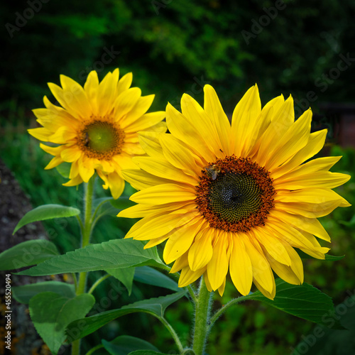 Die Sch  nheit der Sonnenblumen