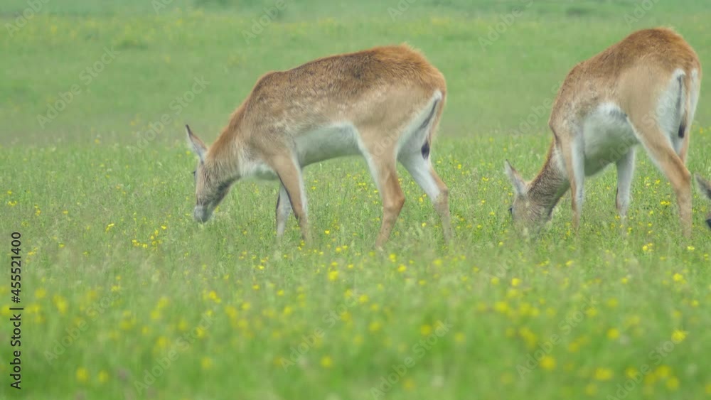 Rare deer herd grazing on a pasture with yellow wild flowers until they hear something and all look up at once. Rare deer herd grazing on a pasture with yellow wild flowers until they hear something and all look up at once.