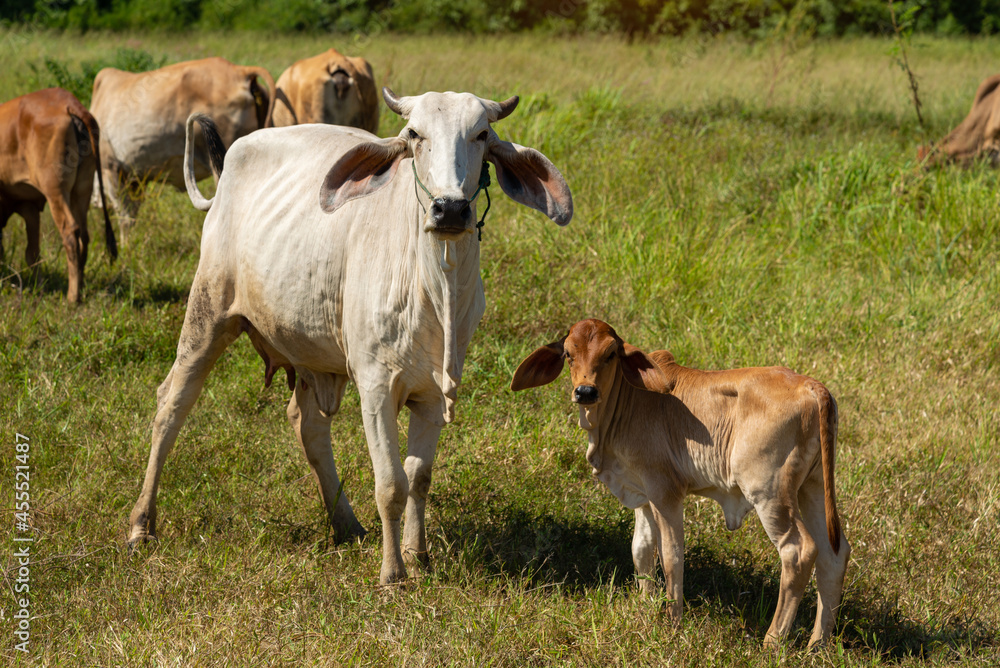 Cow with calf standing  on  grazing , One young standing brown cow and a white cow together.