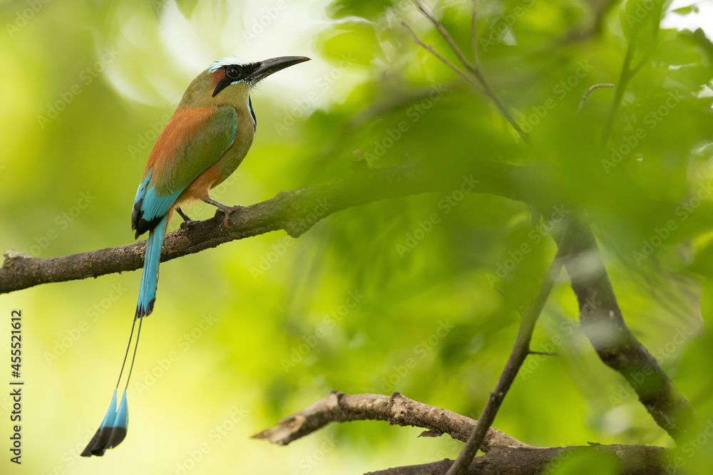custom made wallpaper toronto digitalBrauen-Motmot (Turquoise-browed motmot)
Costa Rica