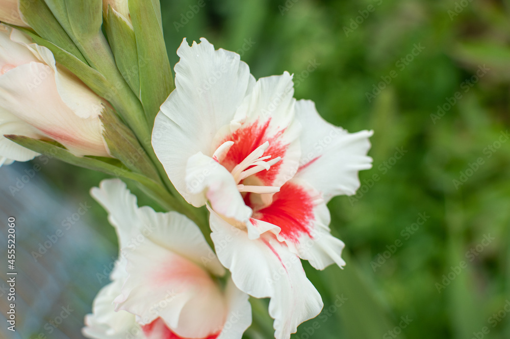 Fototapeta premium Weiß und rot blühende Gladiolen im Sommer