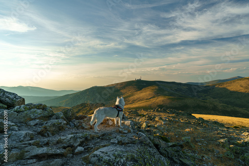 Mi Husky siberiano observando la montaña © MrWeaK