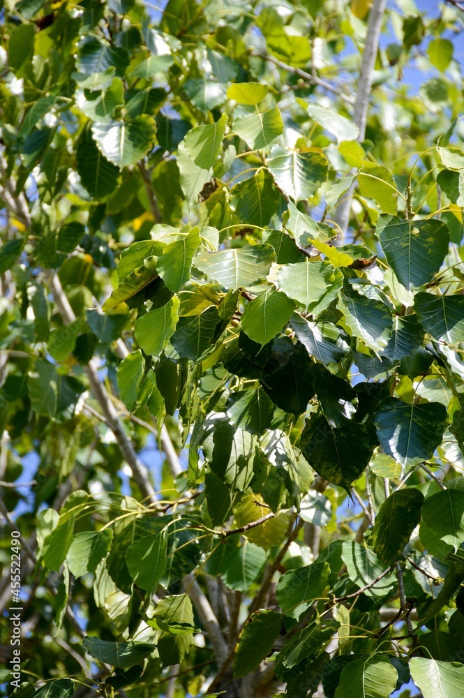Fototapeta premium fresh green ficus religiosa leaves in nature garden