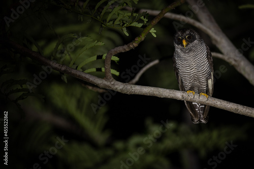 Bindenhalskauz (Black-and-white Owl)
Costa Rica