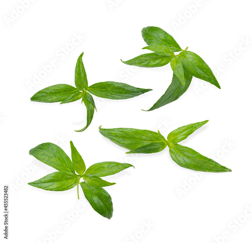 Kariyat,Andrographis paniculata leaf on white background