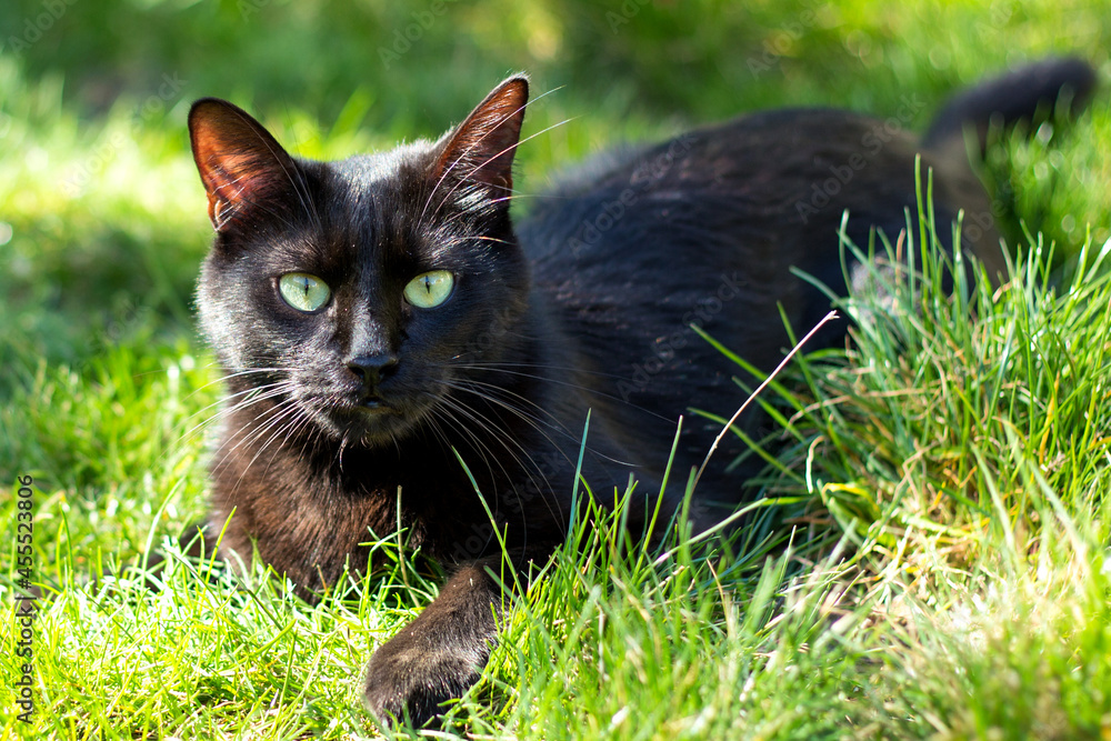 Black cat in the grass