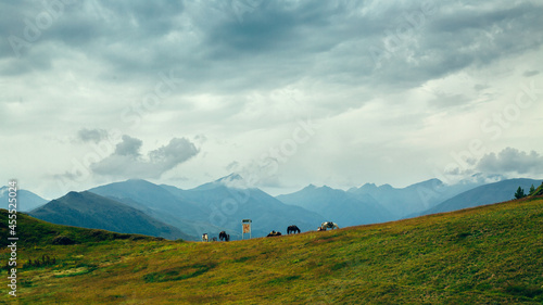 Horses graze on the background of the mountains