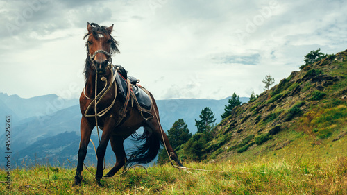Horse on the background of the mountains
