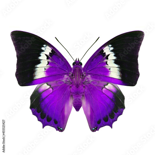 exotic purple butterfly with white marks and black wings in color adjustment photo