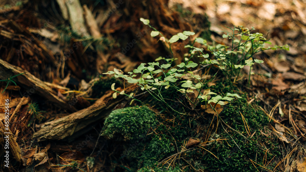 Small plants on tree roots