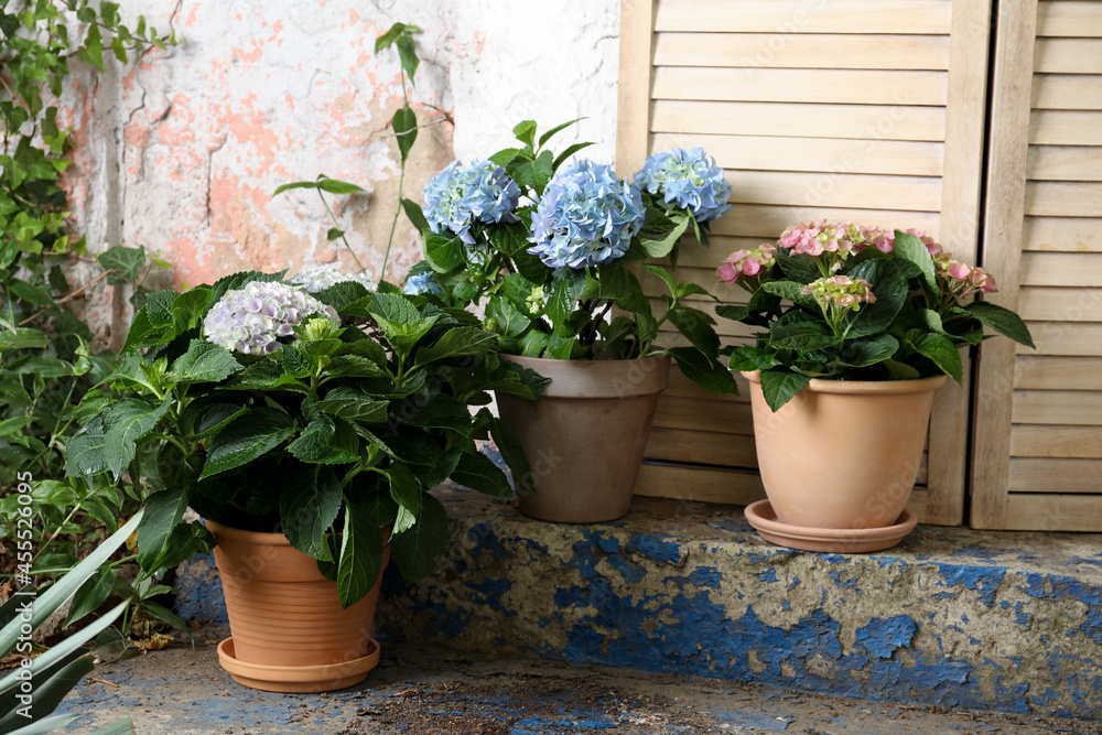 Beautiful blooming hortensia plants in pots outdoors Beautiful blooming hortensia plants in pots outdoors
