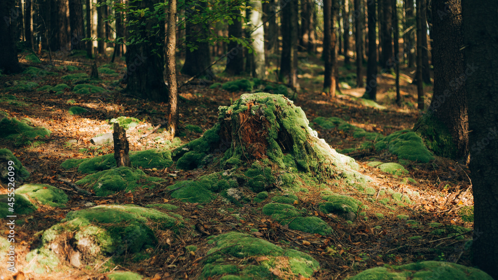 Obraz premium Old stump overgrown with moss in the forest
