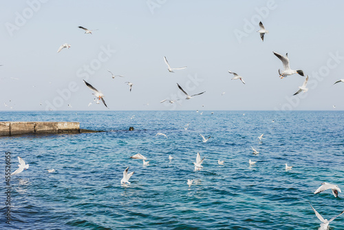 Sea gulls flying above the sea in wintertime