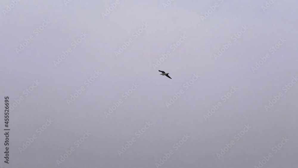 Following a gull flying in the sky and gliding on the updraft at sunset. Beach. Following a gull flying in the sky and gliding on the updraft at sunset. Beach.