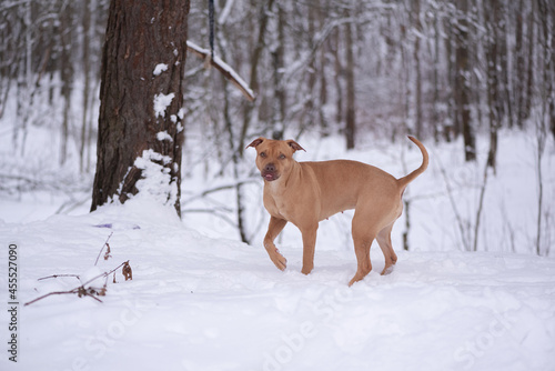 Portrait of a beautiful purebred American Pit Bull Terrier in the forest in winter.
