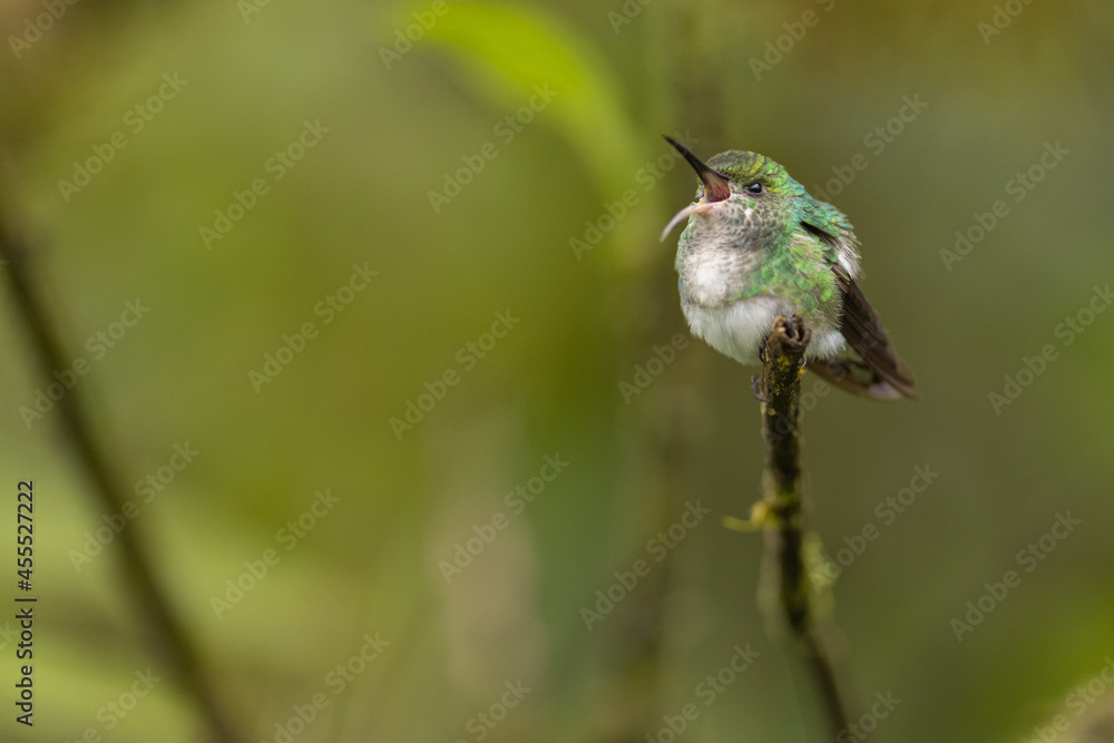 custom made wallpaper toronto digitalBronzekopf-Elvirakolibri (Coppery-headed emerald)
Costa Rica
