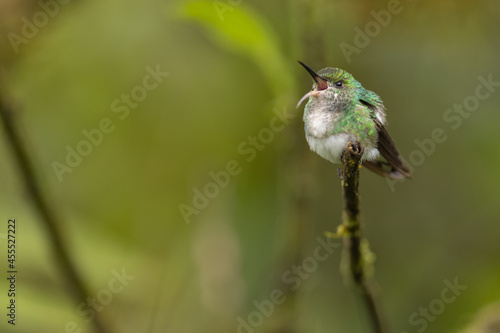 Bronzekopf-Elvirakolibri (Coppery-headed emerald)
Costa Rica photo