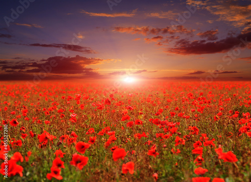 field of wild red poppies at sunset