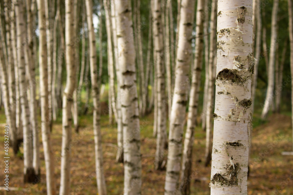 Summer birch forest close up. Natural background. Summer birch forest close up. Natural background.