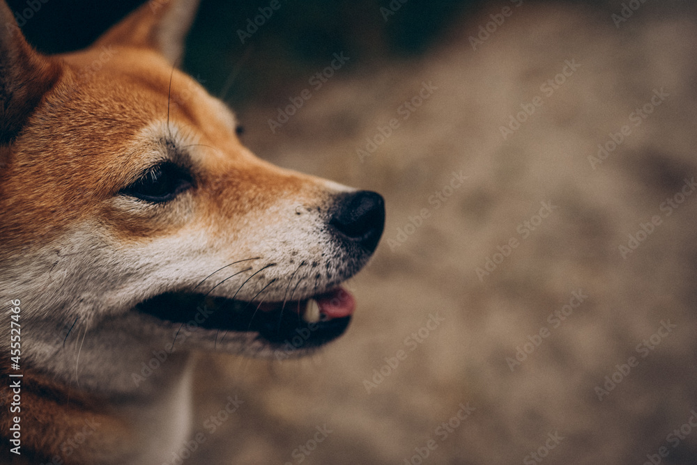 portrait of a dog Sibainu breed