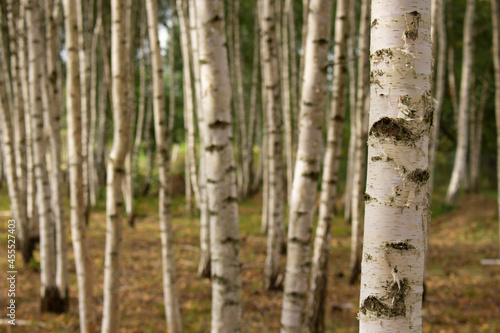 Summer birch forest close up. Natural background.