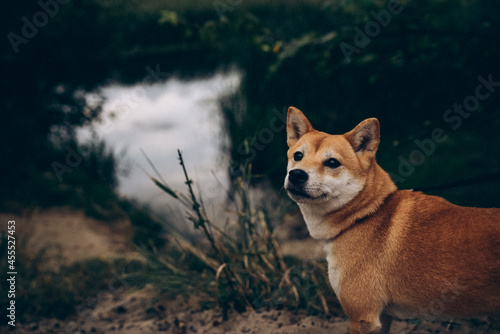 portrait of a dog Sibainu breed photo