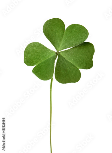 Fresh green clover leaf isolated on white © New Africa