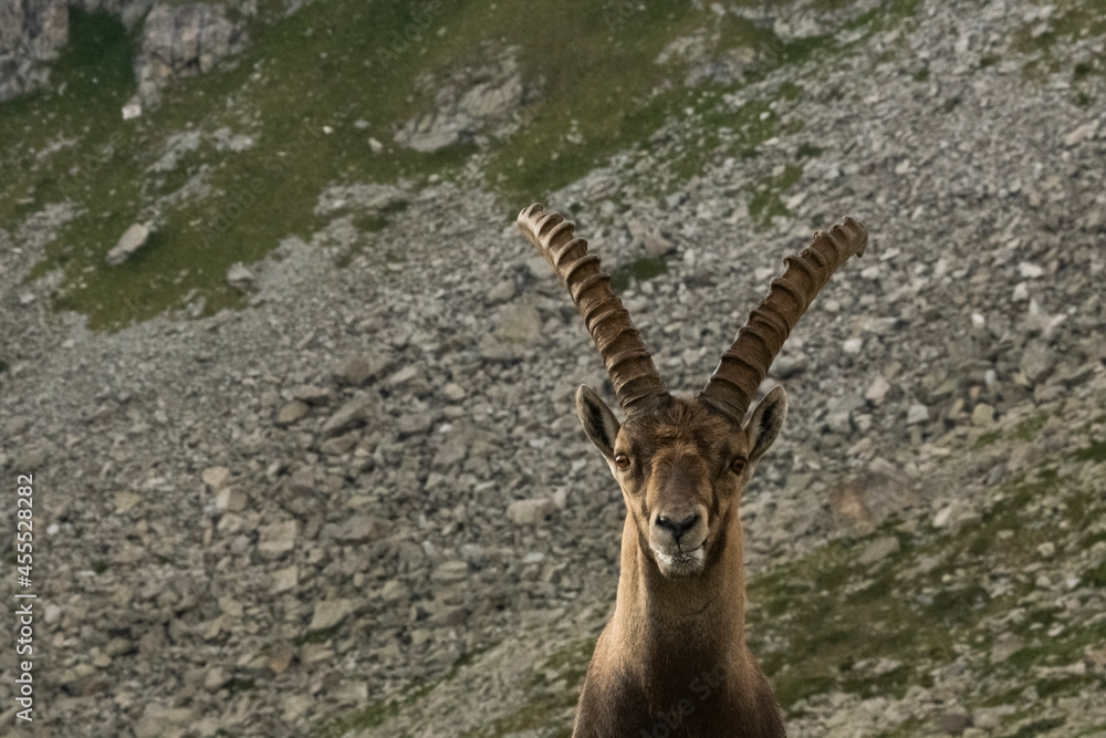 Stambecco adulto - Adamello