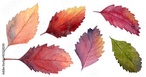 Watercolor autumn colorful leaves