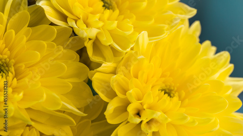 Flower background with amazing yellow chrysanthemums. Bouquet of gentle golden-daisy flowers. © Victoria