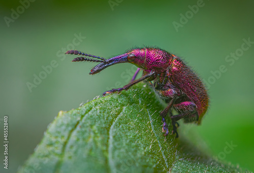 Weevil Beetle Rhynchites bacchus on a green leaf. Pest for fruit trees. a problem for gardeners and farmers photo