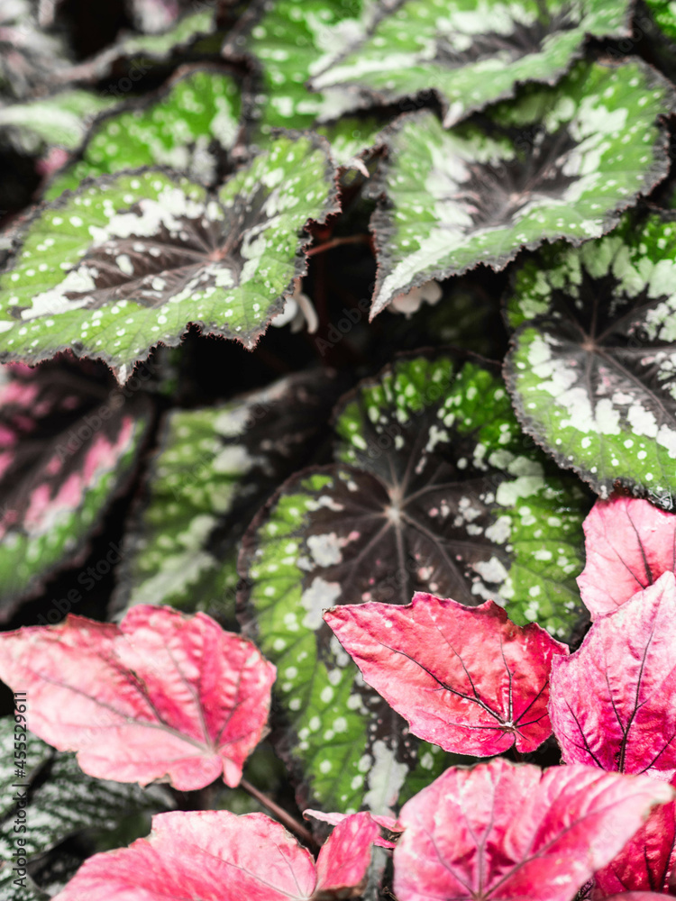 Various begonia plants colorful leaves background full screen view