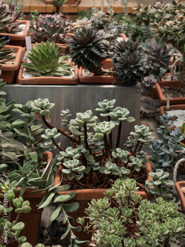 Collection of various multicolored succulent plants. Succulent garden in pots.