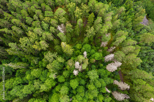 Canvas-taulu Directly above aerial drone full frame shot of pine forests and birch groves in