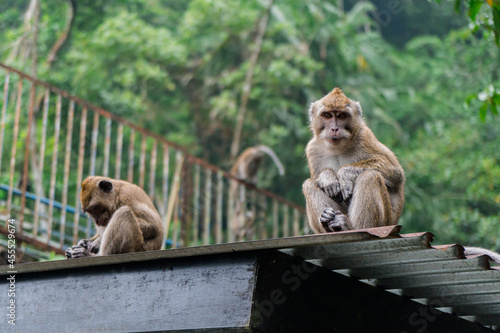 A group of monkeys in Mount Merapi National Park is
get together and relax during the day photo