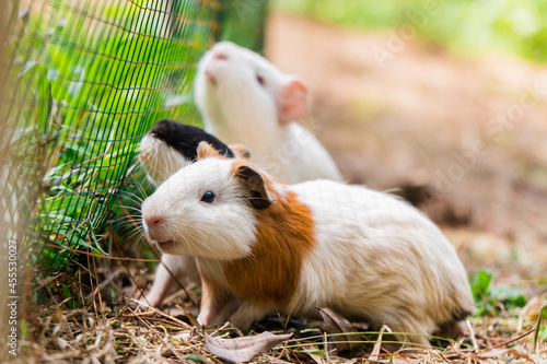 A group of adorable guinea pigs in a outdoor cage in the backyard