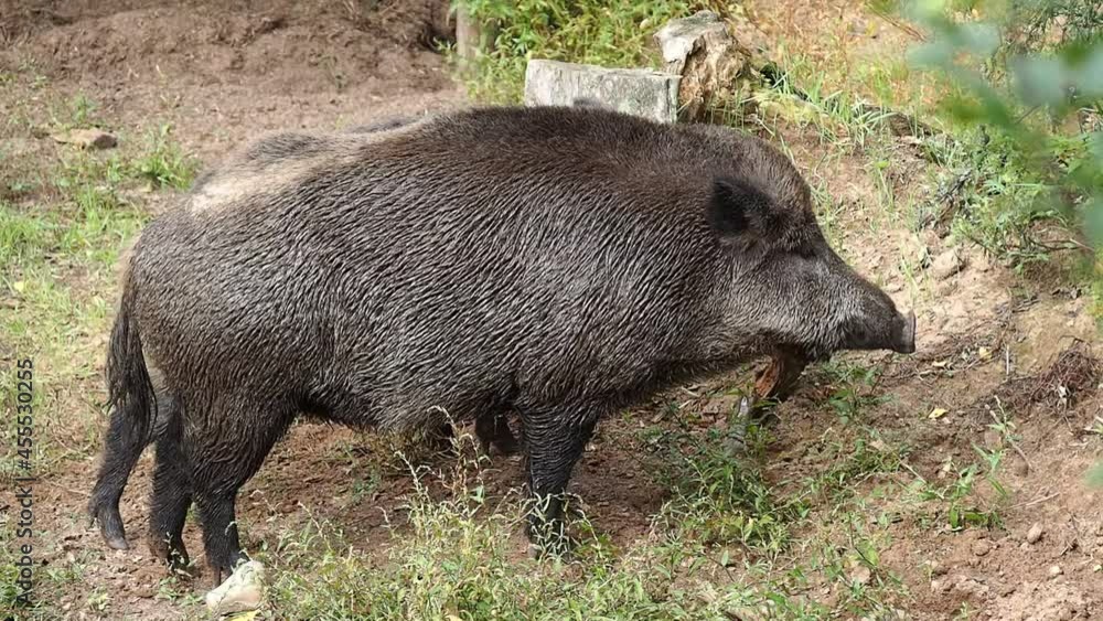 A large wild boars in a natural environment eating tree bark during the day. Latvia, Ligatne A large wild boars in a natural environment eating tree bark during the day. Latvia, Ligatne