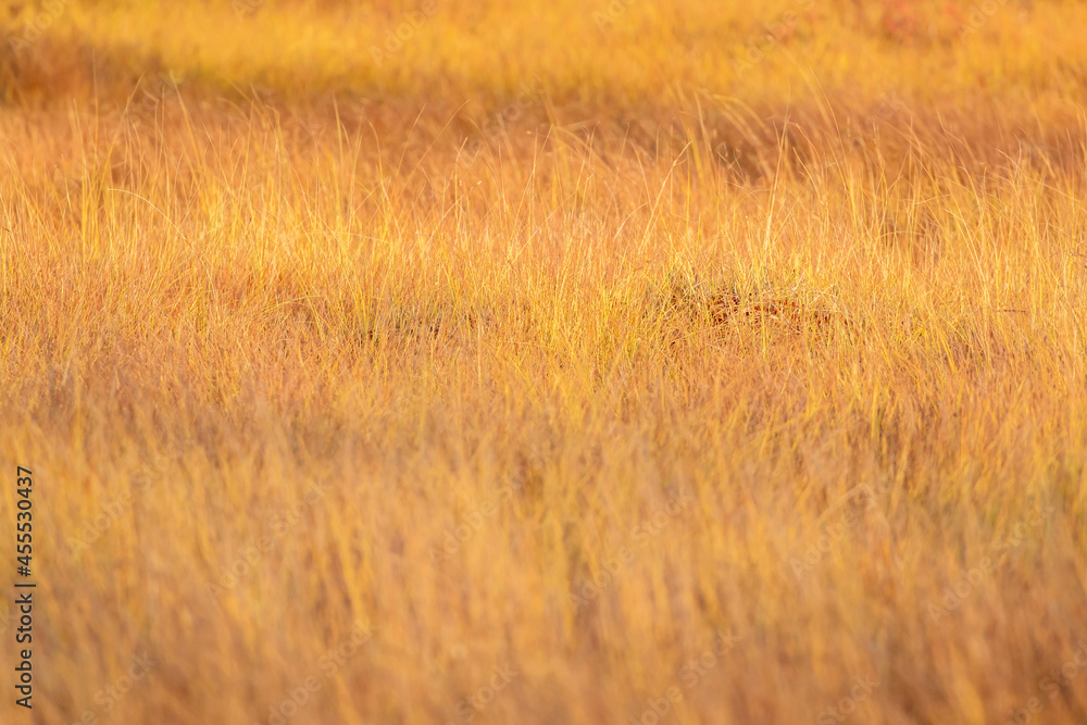 Obraz premium Background of bog grass lit by setting sun during golden hour in Finnish nature