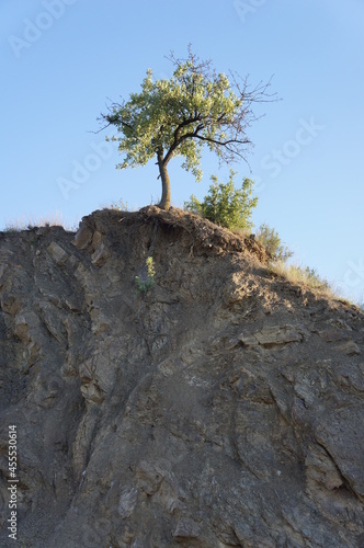 tree in the mountains