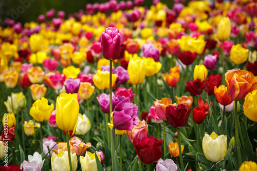 Tulipanes background. Beautiful Dutch tulips grow in Netherlands. Colorful tulip garden blooming in spring