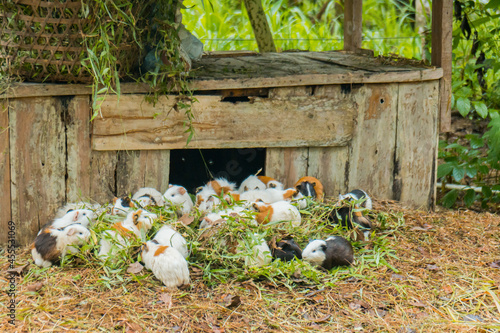 A group of adorable guinea pigs in a outdoor cage in the backyard
