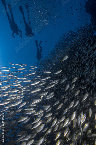underwater scene with school of yellow fish reef