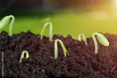 Little green seedlings growing in fertile soil