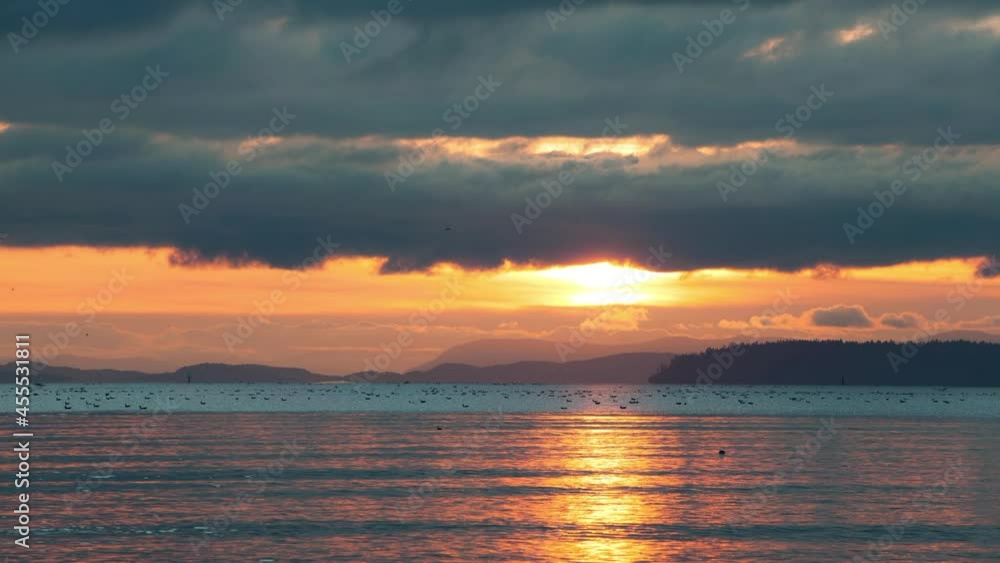 Lockdown Time Lapse Shot Of Sandpiper Birds Moving On Beach By Sea During Sunset - British Columbia, Canada Lockdown Time Lapse Shot Of Sandpiper Birds Moving On Beach By Sea During Sunset - British Columbia, Canada