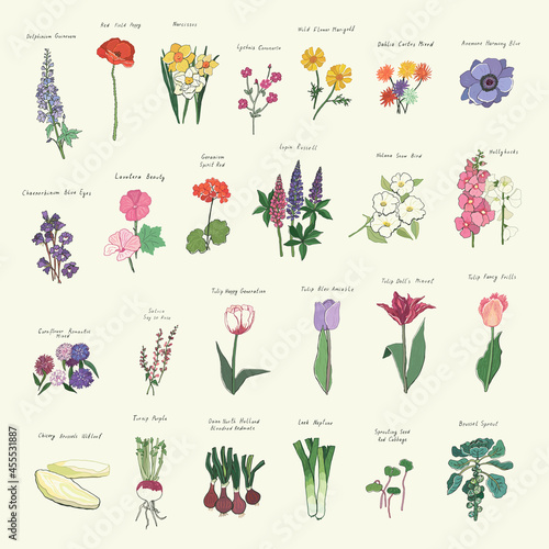 Vegetables, flowers, tulips vector illustrations set