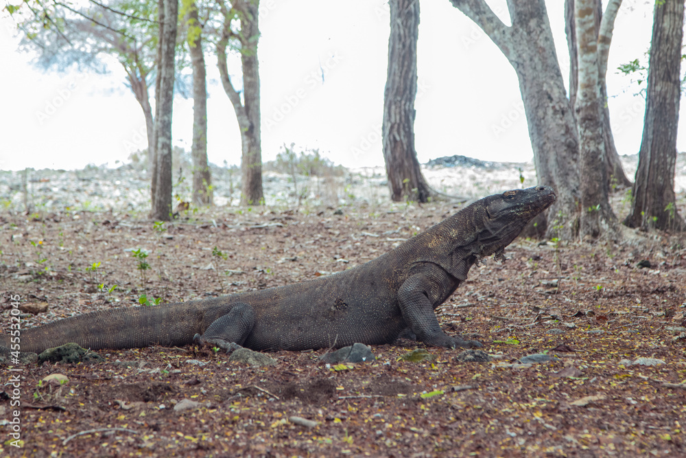 Komodo Dragon - The World's Largest Lizard that still lives on Komodo Island Komodo Dragon - The World's Largest Lizard that still lives on Komodo Island