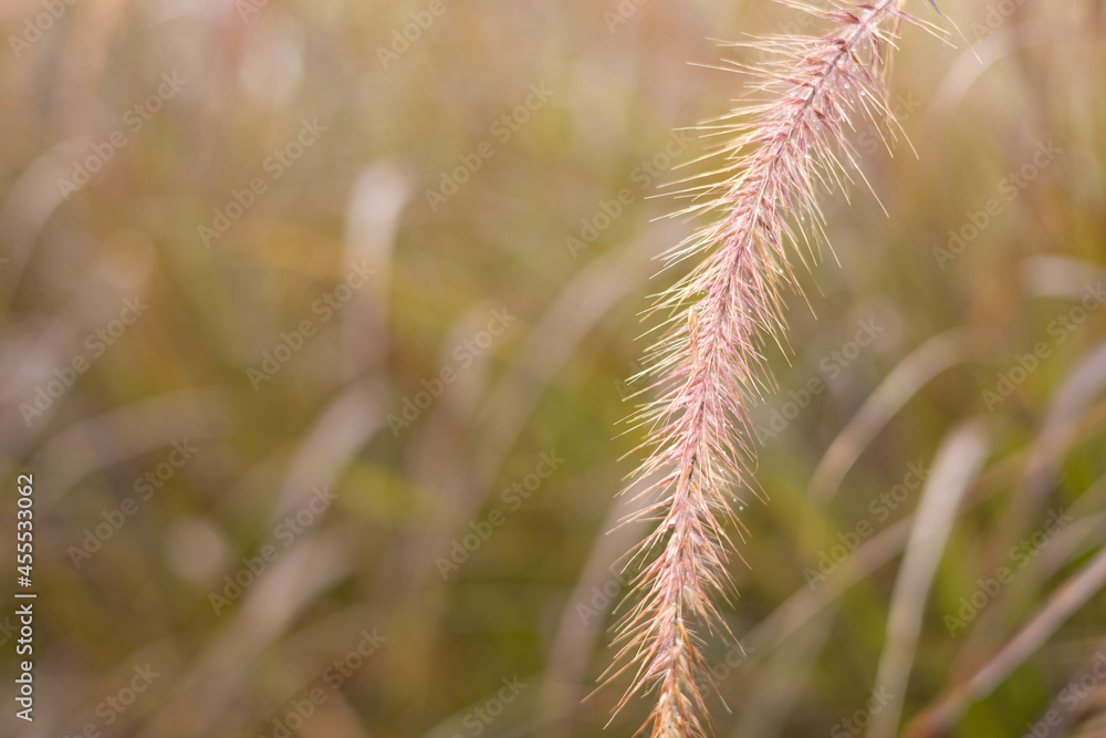 grass flower with water droplets in green meadow blurred background grass flower with water droplets in green meadow blurred background