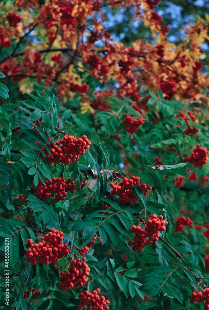 bunches of rowan on a tree