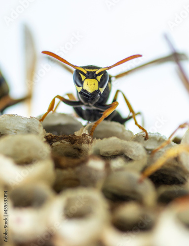 Single paper Wasp in the nest. Portrait. Close up. Macro.