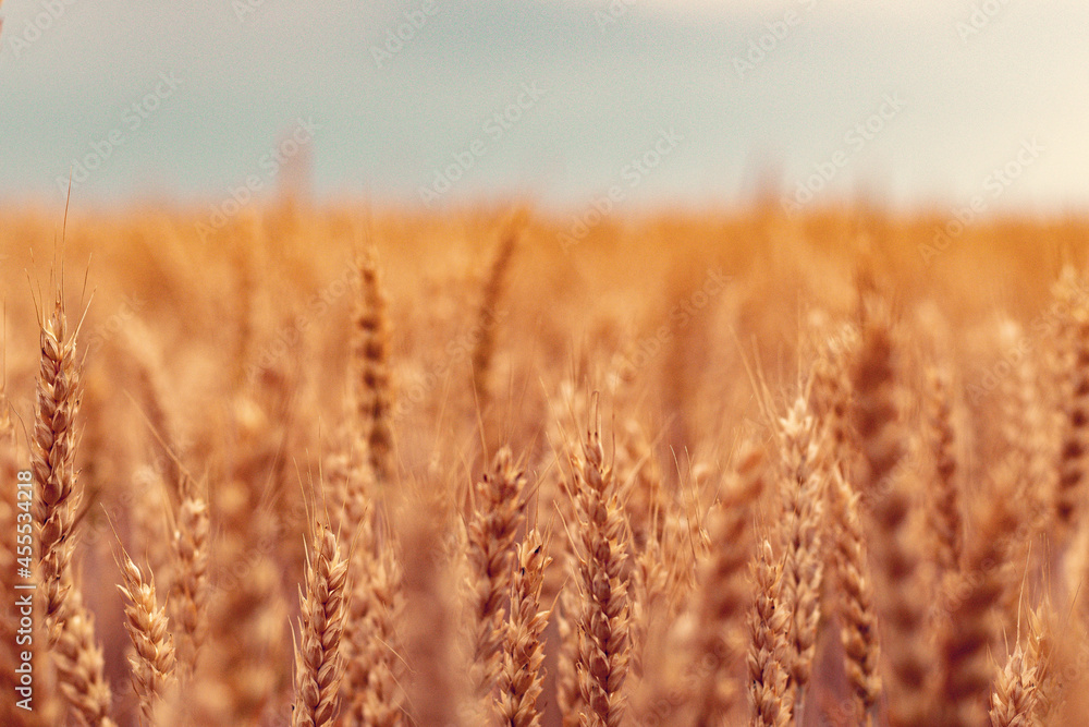 golden wheat field in summer